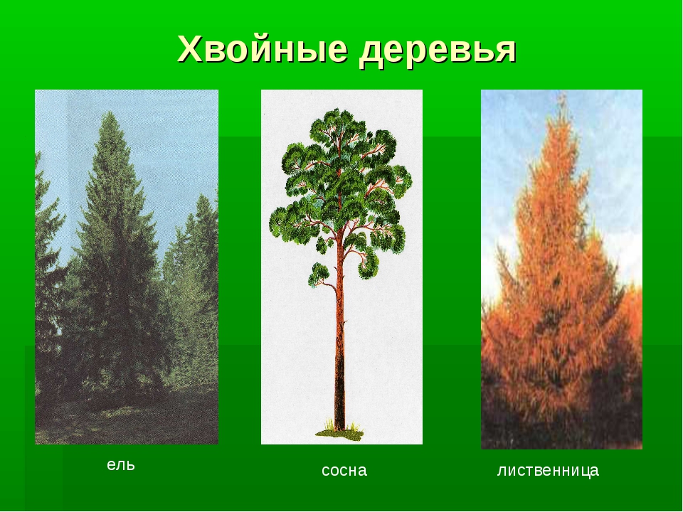 Какие хвойные породы древесины. Ясень сосна лиственница ель. Ель сосна лиственница. Хвоинки ель сосна лиственница. Осина ель сосна лиственница.