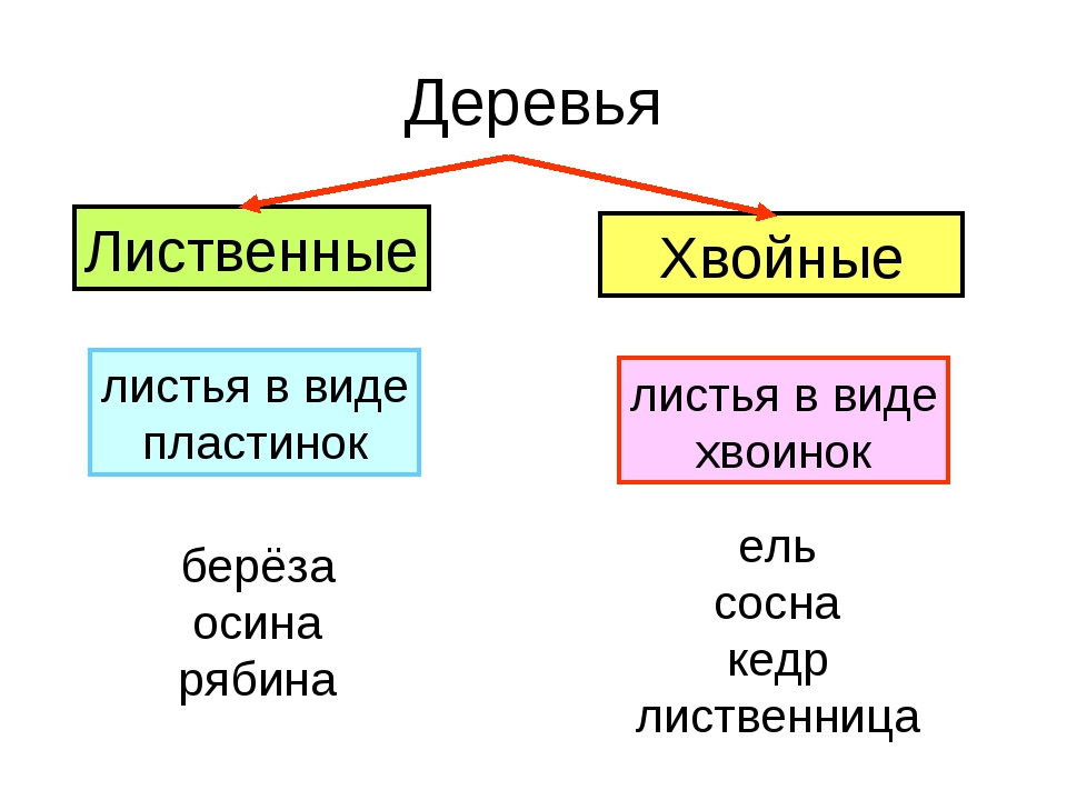 Листья хвойные и лиственные