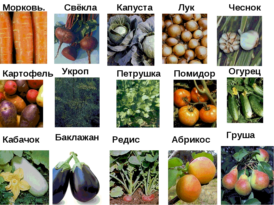 Список овощных растений. Овощные растения. Овощные культурные растения. Названия сортов овощей. Название овощных культур.