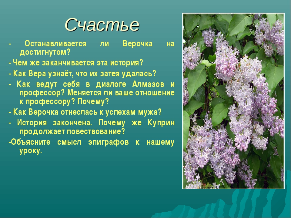 Сирень краткое содержание. Описание сирени. Рассказ про сирень. Сообщение о сирени. Легенды о кустарниках.