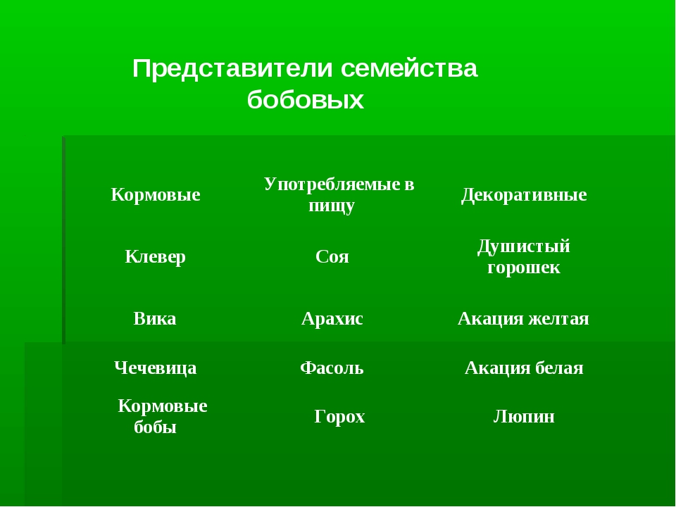 Представители бобов. Представители семейства б. Семейство бобовые представители. Представители бобовых растений. Представители семейства бобровых.