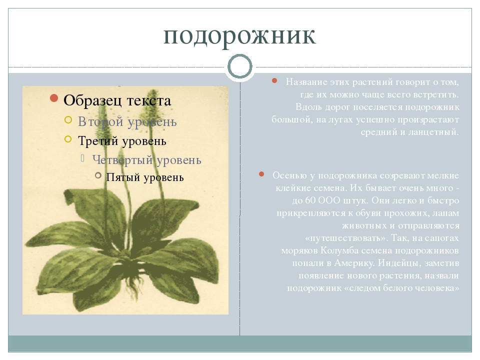 Подорожник в научном стиле. Подорожник описание растения. Подорожник научное название.