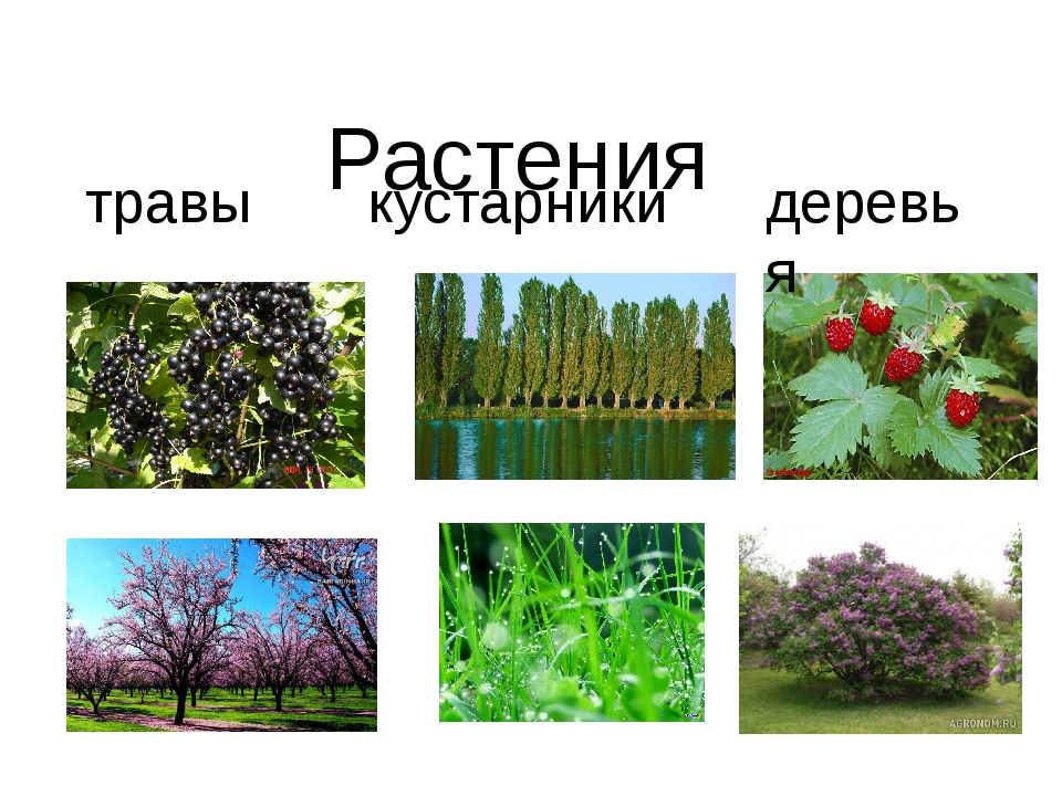 Кустарник ответ