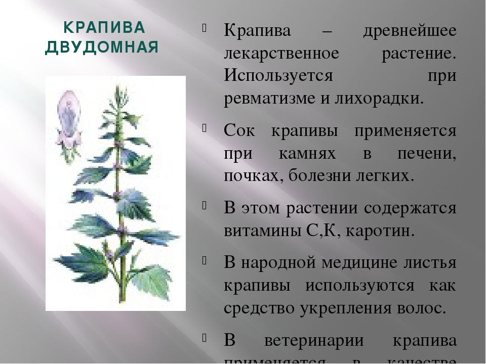 Тема крапива. Лекарственные растения доклад 2 класс. Информация о крапиве. Рассказ о лекарственном растении. Лекарственные растения 2 класс окружающий мир.