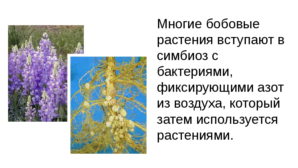 Бобовые биология. Бобовые Мотыльковые растения. Бобовые Мотыльковые представители. Семейство бобовые 6 класс биология. Бобовые растения 6 класс биология.