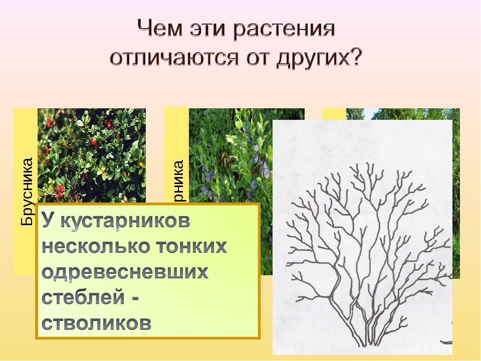 Виды растений 2 класс. Кустарники окружающий мир. Деревья кустарники травы 2 класс. Кусты окружающий мир. Кустарники класс окружающий мир.