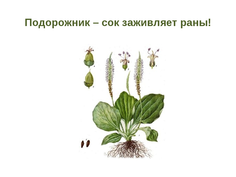 Корень подорожника. Подорожник презентация. Подорожник презентация 2 класс. Подорожник рисунок и описание. Подорожник большой ядовитый или нет.