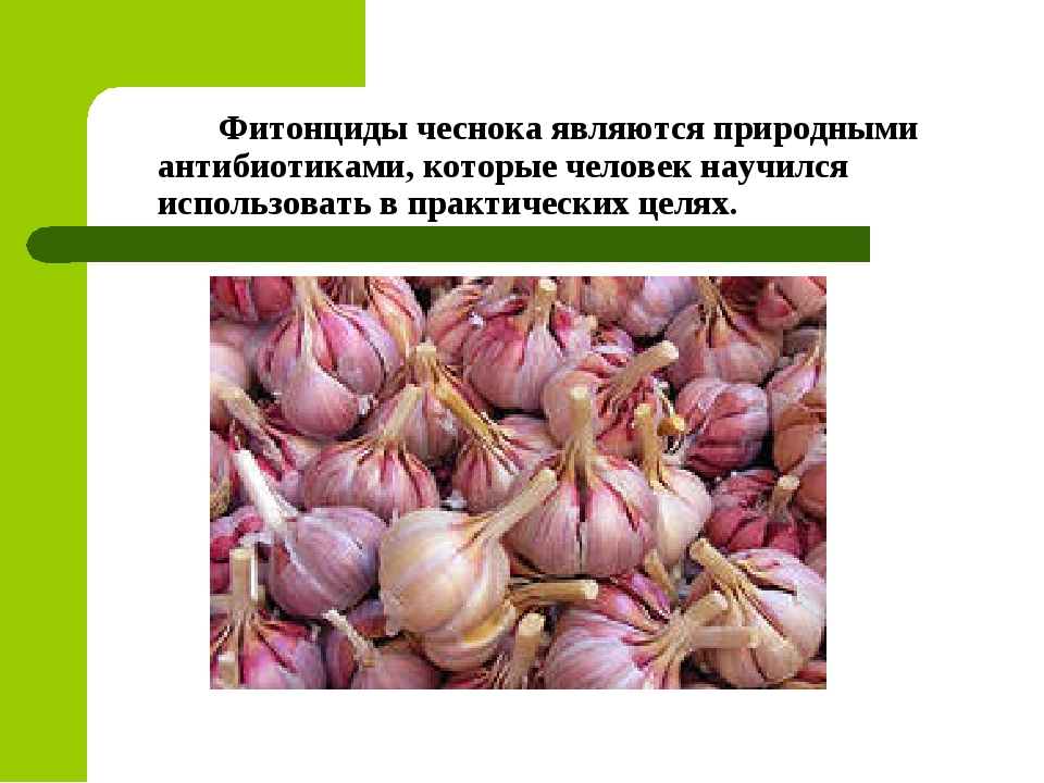 Состав чеснока. Фитонциды чеснока. Фитонциды в луке и чесноке. Фитонциды природные антибиотики. Чеснок содержит фитонциды.