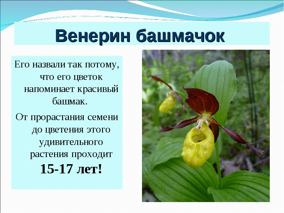 Описание цветок венерин башмачок фото и описание