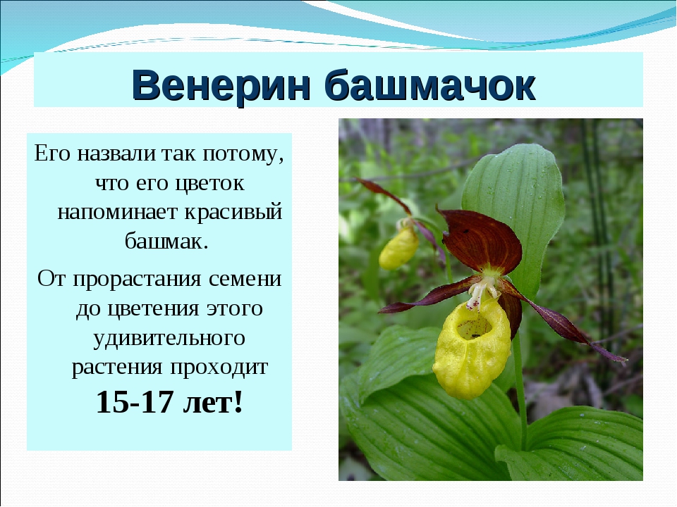 Общий рассказ о редком растении. Венерин башмачок рассказ для 2 класса. Проект Венерин башмачок растение. Венерин башмачок красная книга 3 класс. Венерин башмачок настоящий краткое.