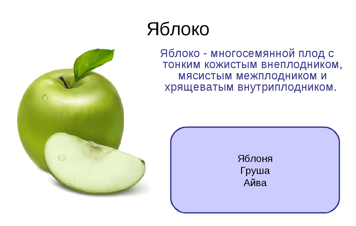 Яблоко какой фрукт. Многосемянные плоды яблоко. Яблоко (Тип плода). Плод яблоко характерен для. Тип плода яблони.