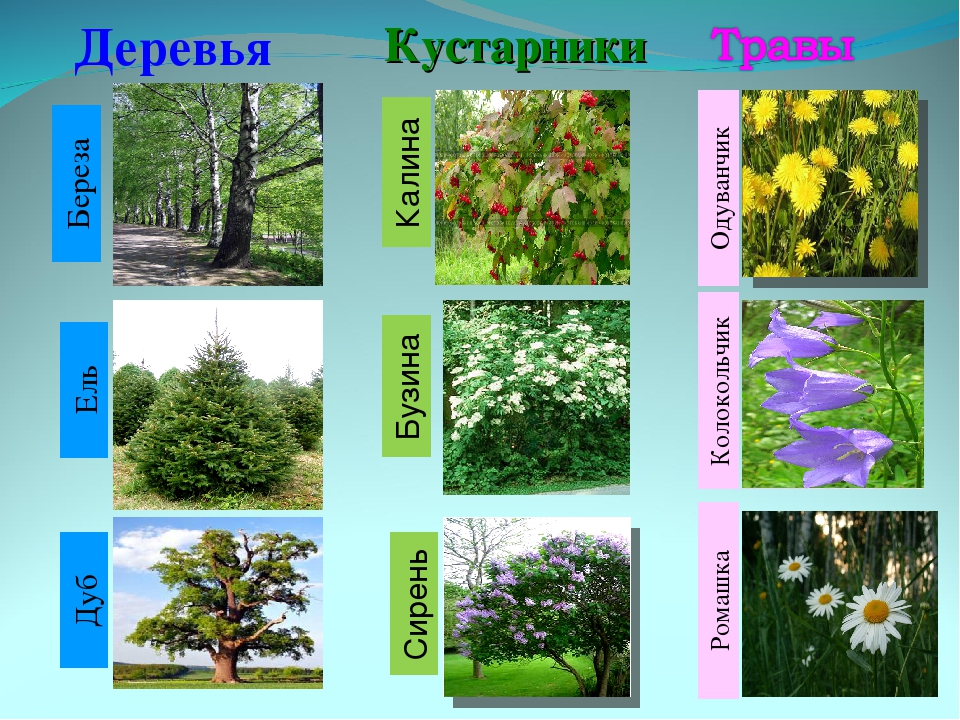 Виды растений 3 класс окружающий. Деревья кустарники травы. Кустарники названия. Какие бывают кустарничики. Кустарники и травянистые растения.