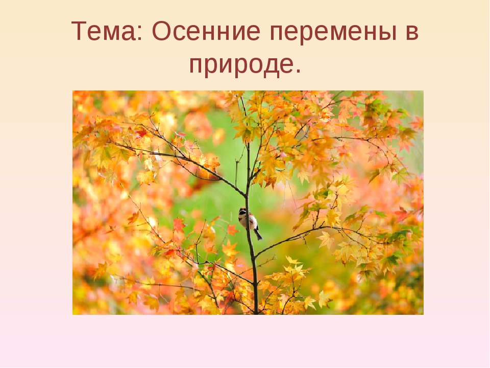 Осень кратко. Картинки на тему осенние изменения в природе. Осенние изменения в природе 1 класс. Презентация осень 1 класс. Осенние изменения в природе 1 класс презентация.