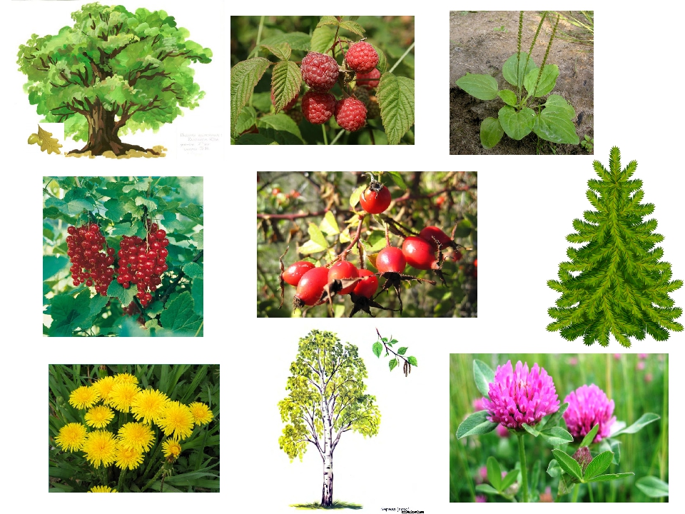 Каких цветов бывают растения. Различные растения. Растительный мир для дошкольников. Разные растения. Мир растений окружающий мир.