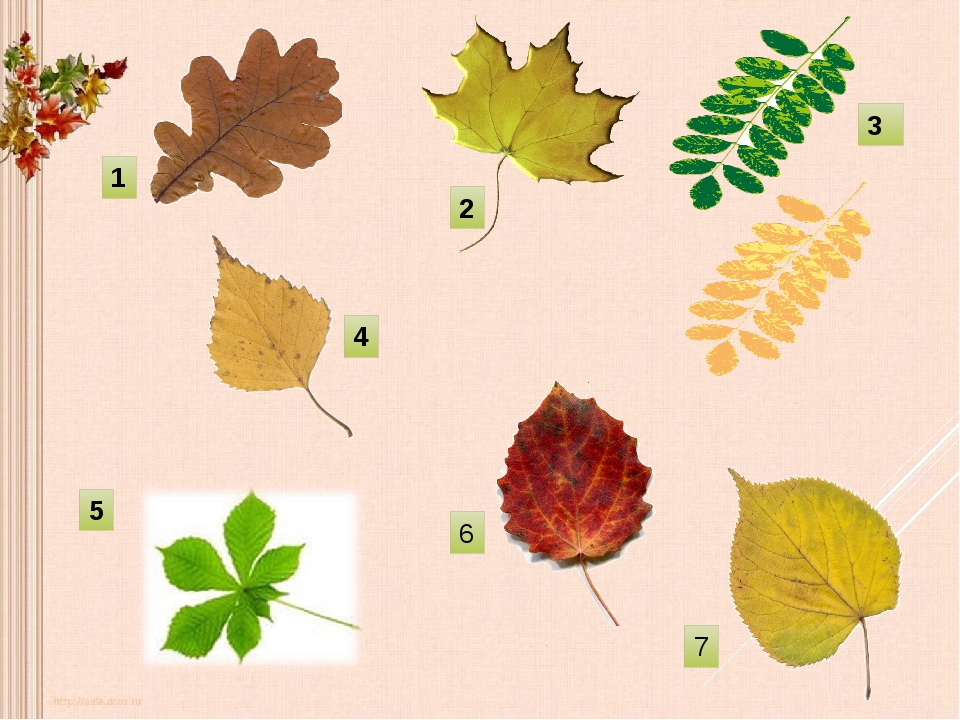 Лист для первого класса. Листья деревьев. Листья разных растений. Осенние листья с названиями. Листочки различных деревьев.