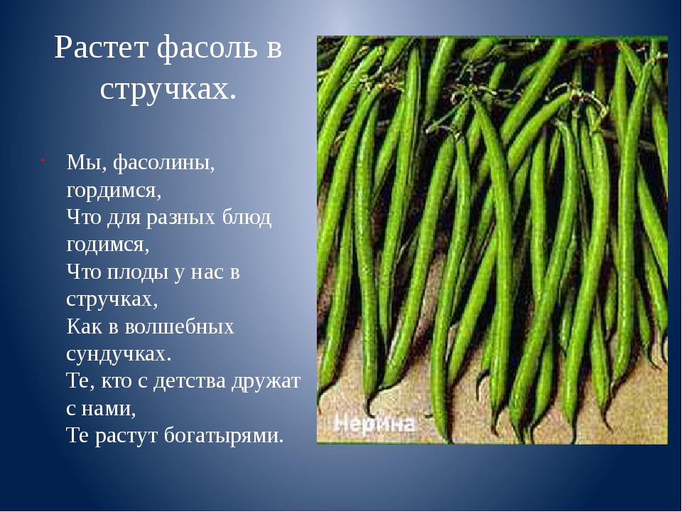 Чем полезна фасоль. Фасоль. Интересные факты о фасоли. Стебель фасоли стручковой. Фасоль презентация.