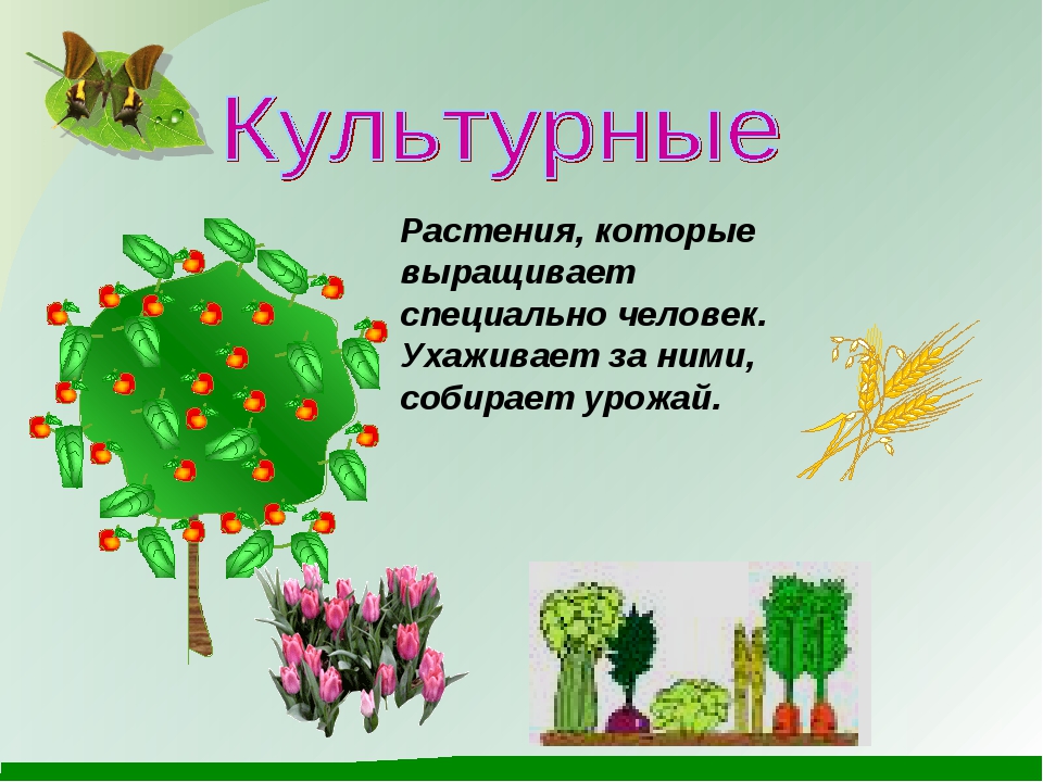 Культурно растущее