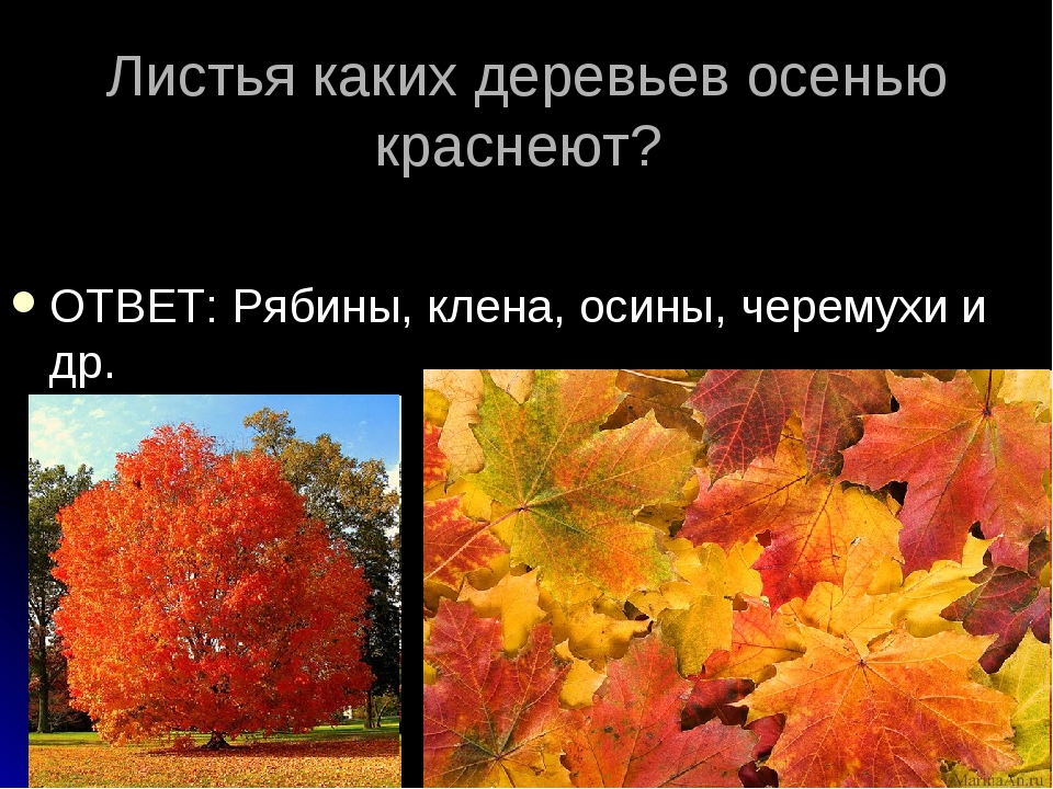 От чего изменяется окраска листьев. Листья меняют цвет. Изменение окраски листьев. Изменение окраски листьев осенью. Какие деревья меняют окраску листьев осенью.