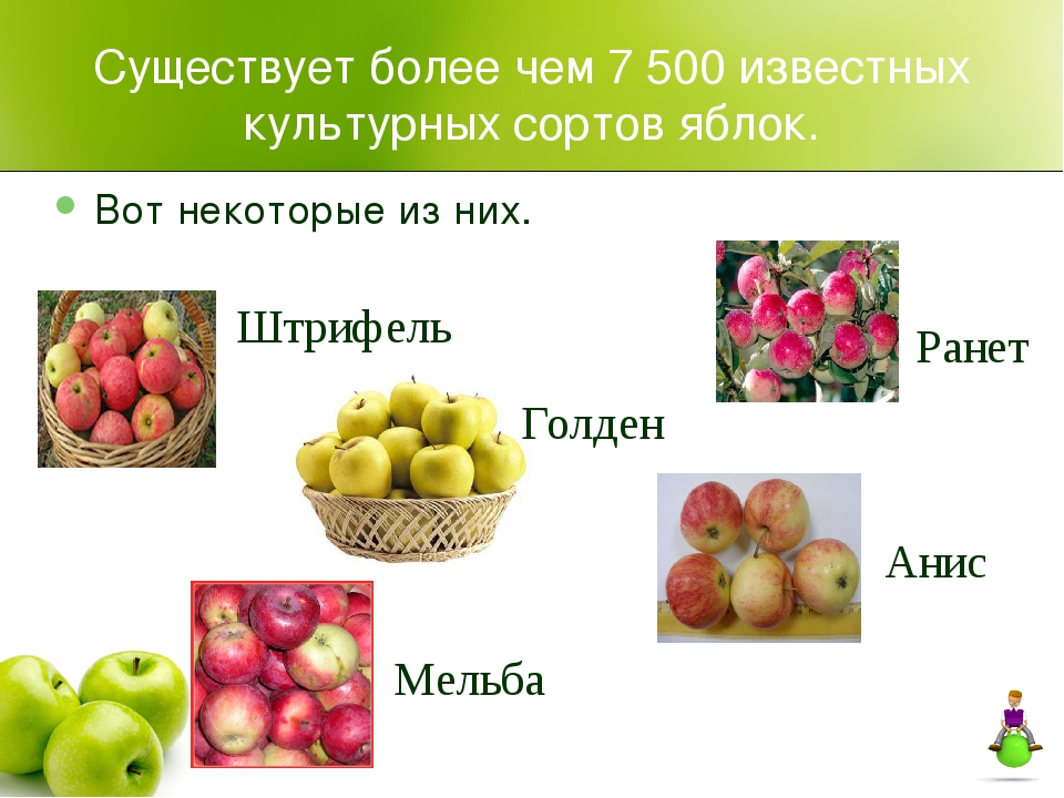 Яблоня какой класс. Название яблок. Сорта яблок. Яблоня культурная сорта. Сорта культурных растений примеры яблони.