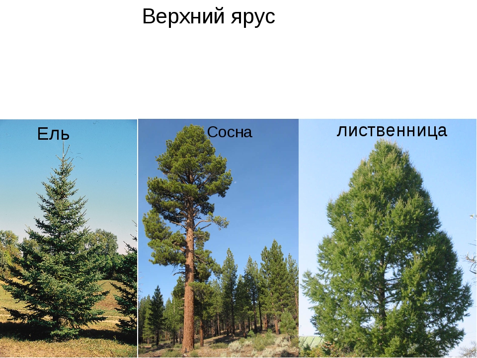 Чем отличается сосна. Ель сосна лиственница. Хвойные ель сосна лиственница. Сосна ель лиственница однодомные. Ель сосна лиственница отличия.