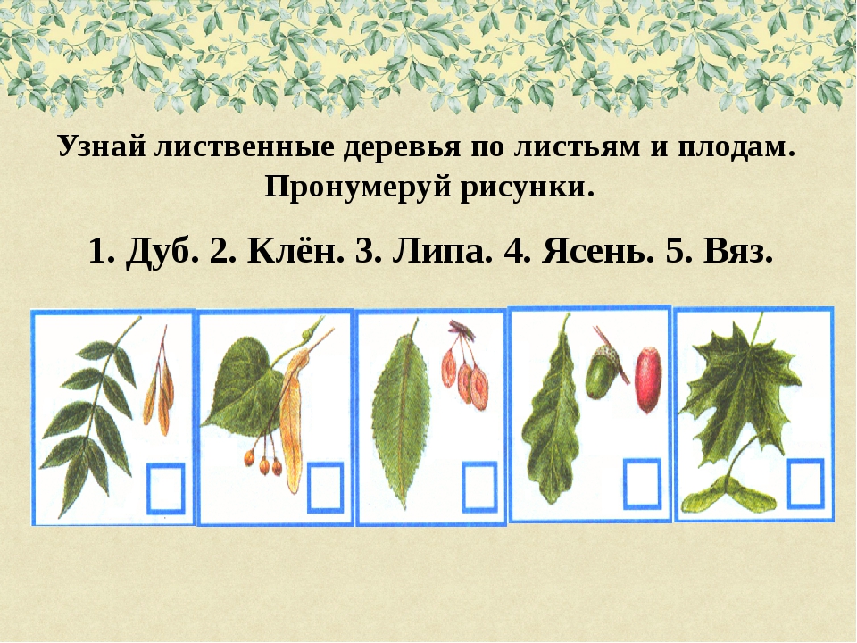 К лиственным деревьям относятся. Семена деревьев клена ясеня липы. Семена ясень клен липа. Плоды ясеня клена и липы. Семена вяза,ясеня липы.