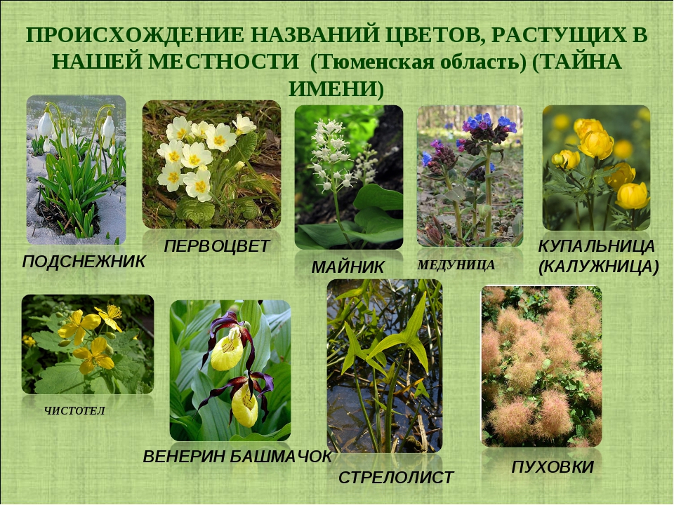 Лесные первоцветы названия. Травянистые растения. Разнообразное растения цветы. Редкие виды растений. Первоцветы названия.