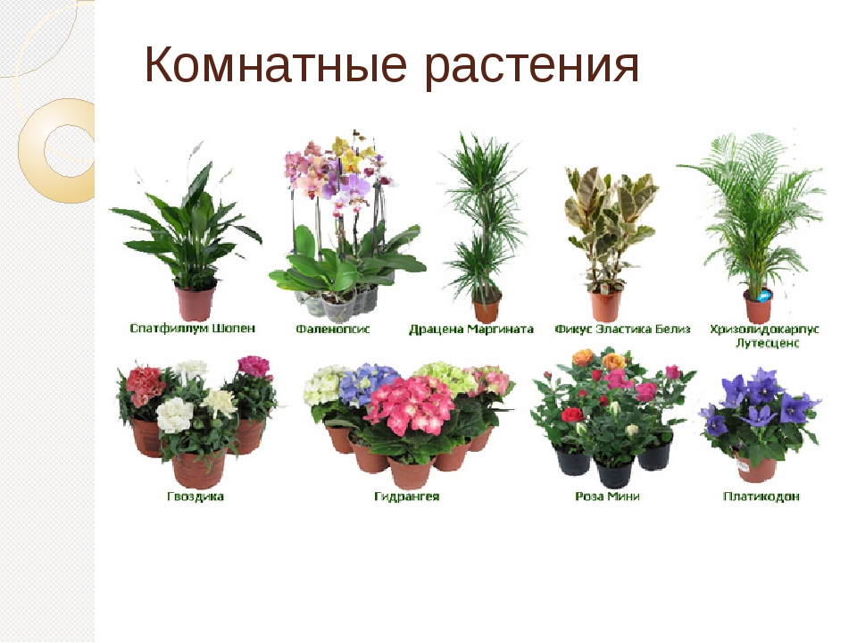 Названия цветов на букву а с фото