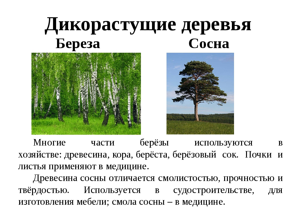 Деревья 2 класс. Дикорастущие деревья. Дикорастущие растения деревья. Деревья дикорастущие и культурные. Дикорастущие деревья примеры.