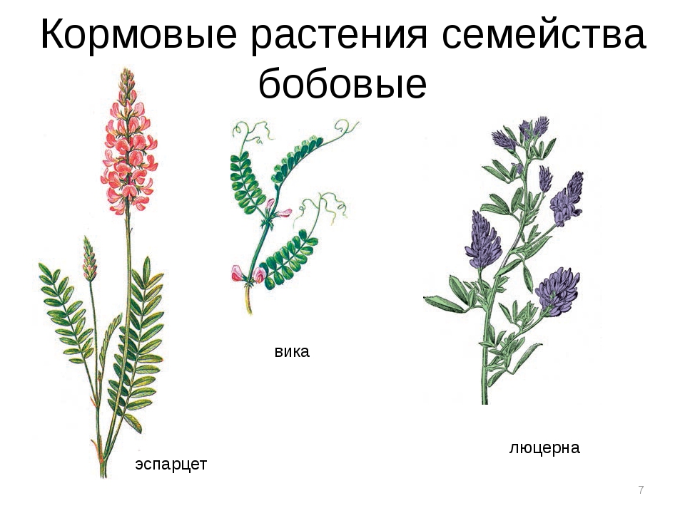 Дикорастущие бобовые растения примеры. Кормовые растения семейства бобовых. Кормовые бобовые Вика. Бобовые эспарцет люцерна. Кормовые Мотыльковые растения.