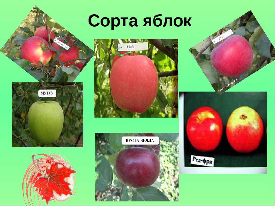 Сорта яблок для воронежской области с описанием фото и название