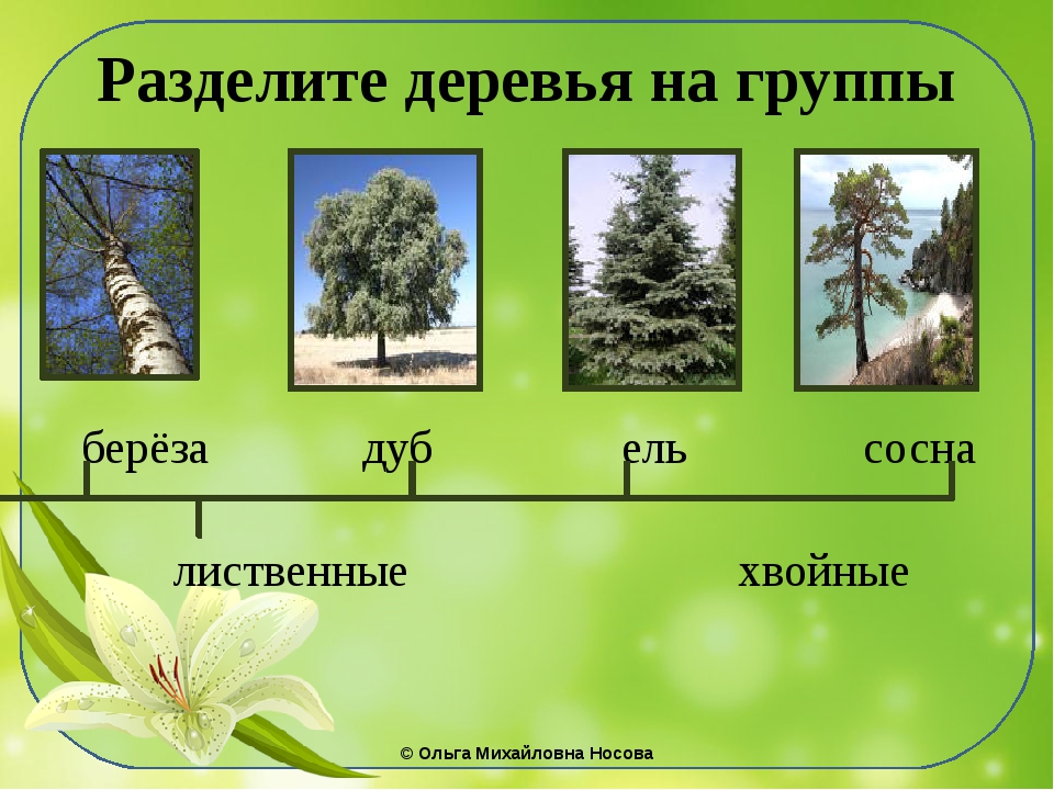 Хвойные и лиственные деревья 2 класс презентация. Группы деревьев хвойные и лиственные. Хвойно-лиственные группы растений. Лиственные деревья делятся на. Деревья делятся на группы.