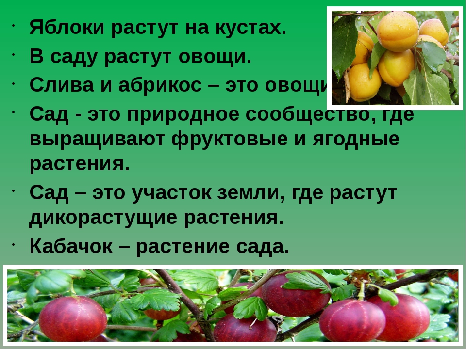 В саду росло 7. Растения сада окружающий мир. Яблоки растут на кустах. Растения сада презентация. Растения сада 2 класс.