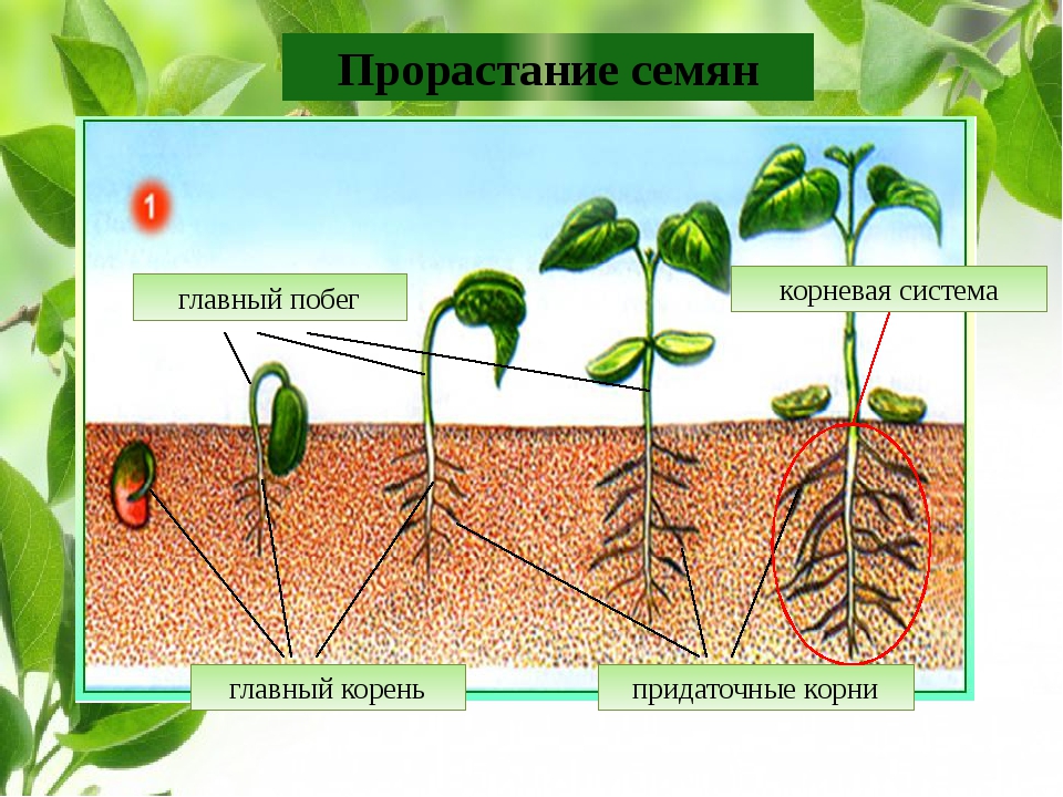 Прорастание семян 6 класс биология кратко