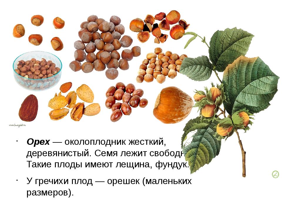 Растения плода орешек. Плод орех лещина фундук. Строение ореха лещины. Лещина строение плода. Грецкий орех строение плода.