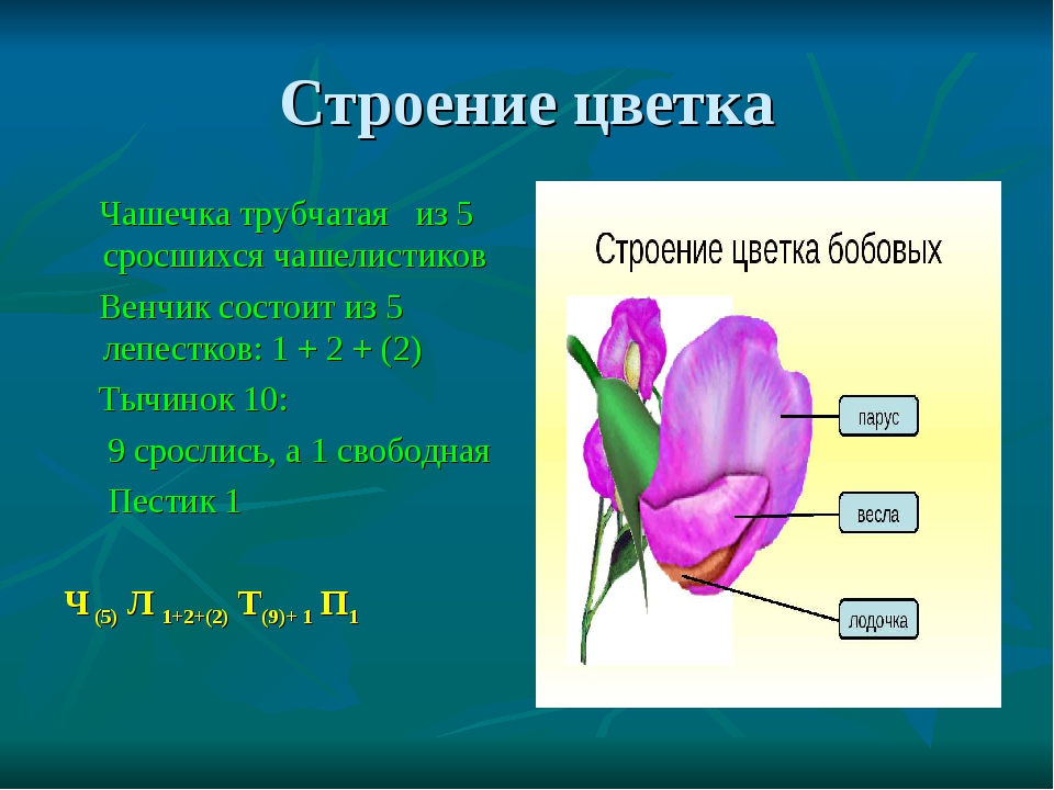 Семейство мотыльковые околоцветник