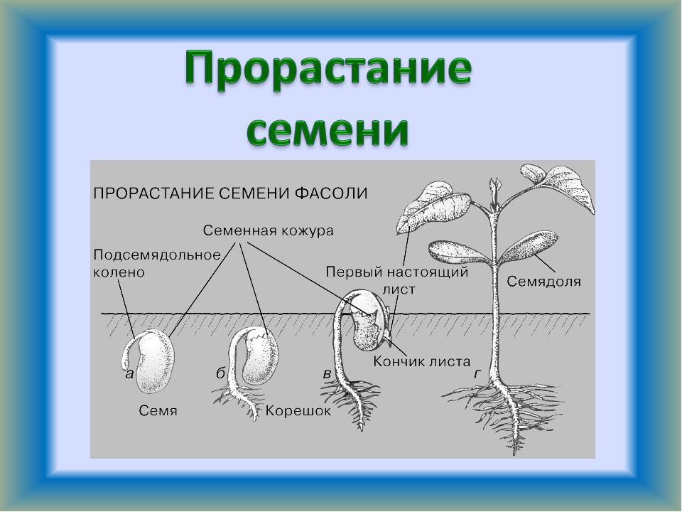 Сходства проростка и зародыша. Схема прорастания семян 6 класс. Порядок фаз прорастания семян. Фазы прорастания семян фасоли. Прорастание семени фасоли последовательность.