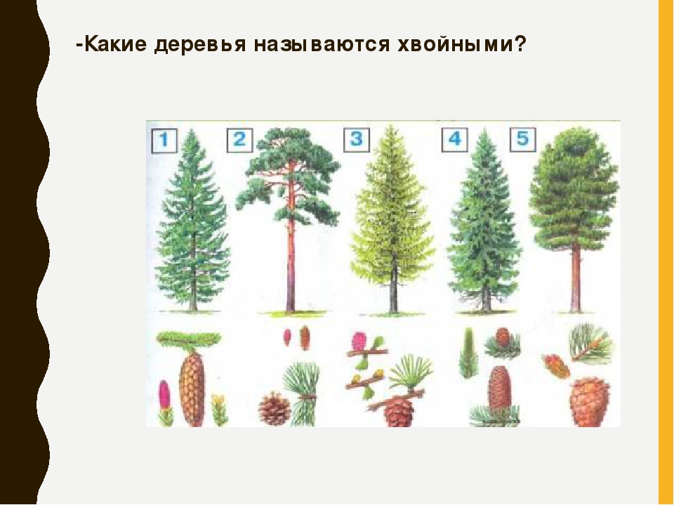 Рассмотри рисунок деревья. Хвойные деревья задания. Определяем хвойные деревья. Хвойные деревья названия для детей. Хвойные деревья окружающий мир.