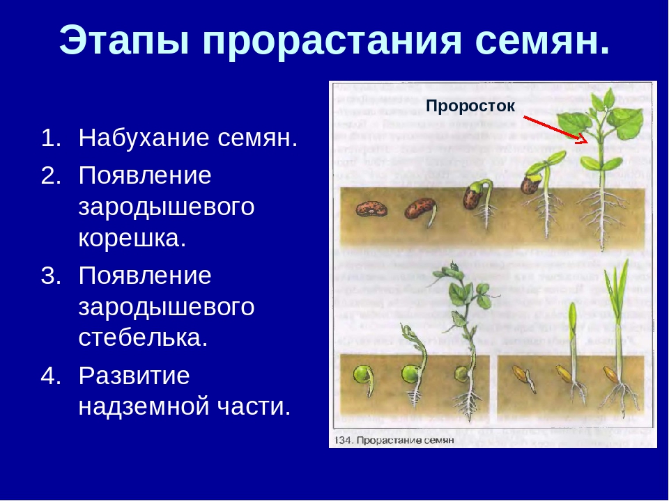 Как называется процесс когда растение растет. Схема прорастания семян 6 класс биология. Процесс прорастания семян фасоли. Порядок фаз прорастания семян. Прорастание семян гороха 6 класс биология.