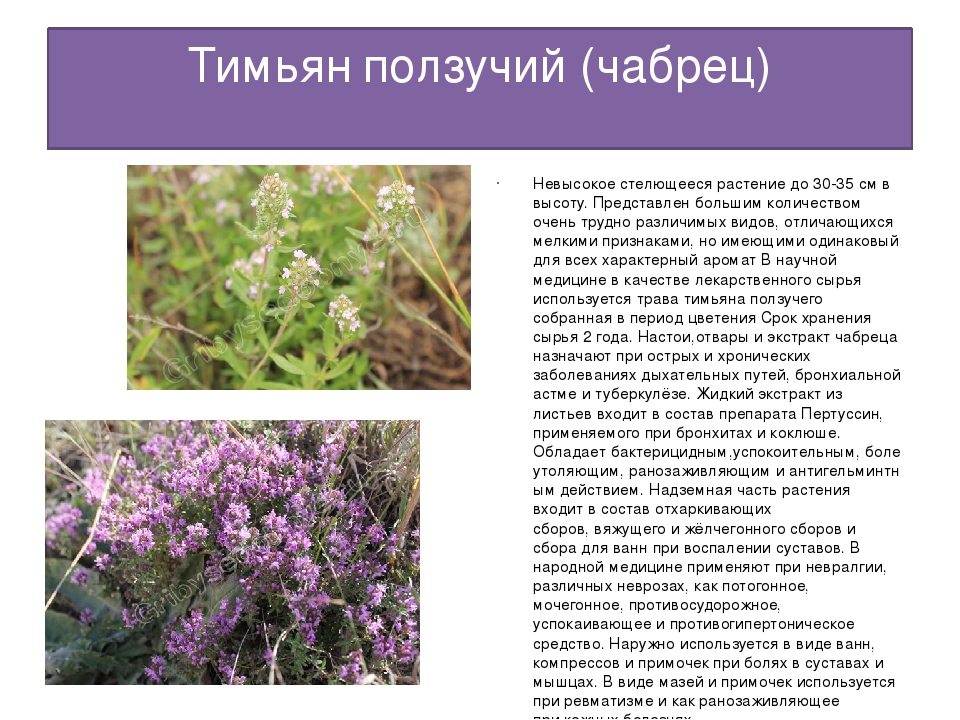 Растение чабрец как выглядит фото и описание. Тимьян (чабрец) ползучий (Thymus serpyllum). Тимьян ползучий сроки цветения. Тимьян ползучий ареал. Чабрец Боровой.