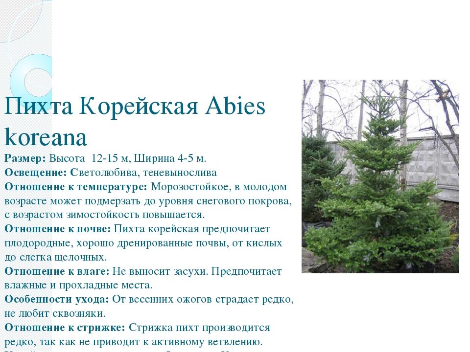 Диаметр пихты. Пихта Сибирская габитус. Пихта корейская высота в 10 лет. Пихта корейская диаметр кроны. Пихта высота.