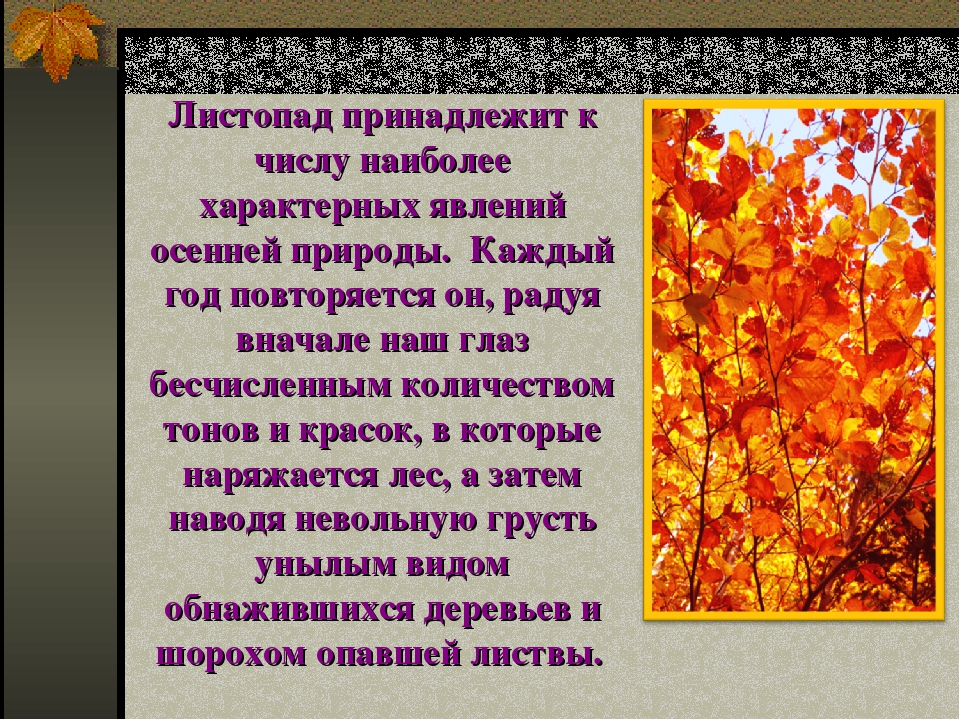 Отчего изменяется окраска листьев. Презентация на тему листопад. Доклад про осень. Презентация на тему осень. Осенние явления природы.