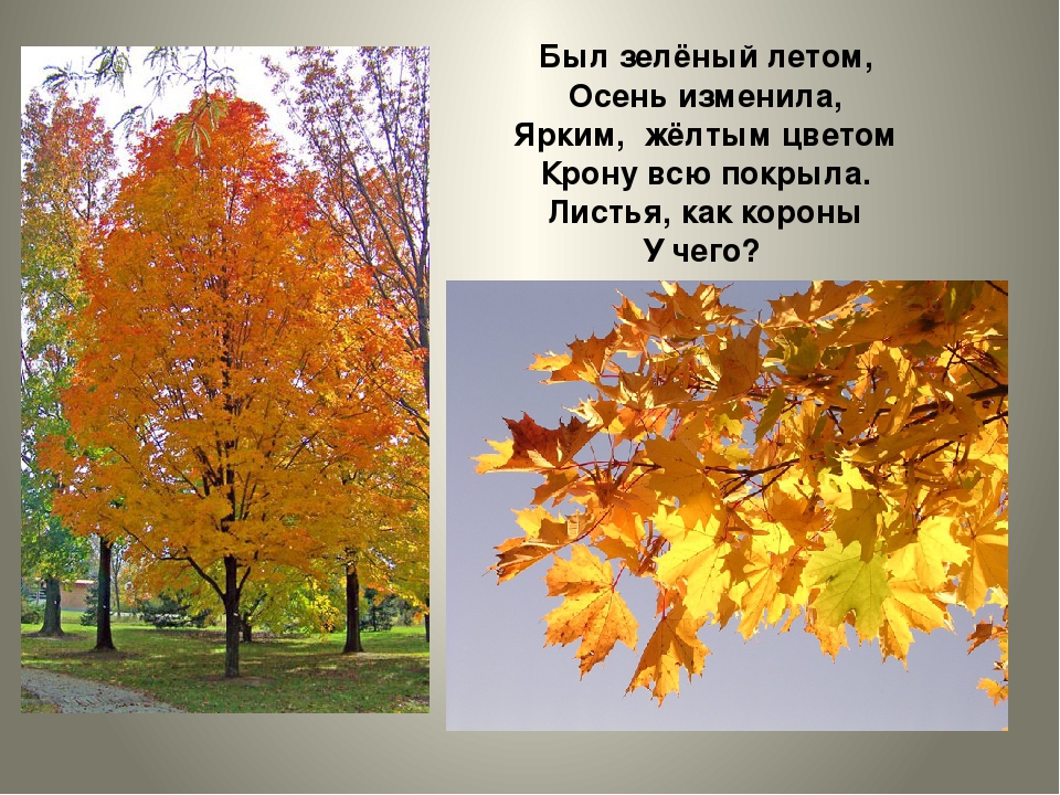 От чего изменяется окраска листьев. Листопад у разных деревьев. Почему у деревьев опадают листья. Дерево осенью с опадающими листьями. Почему осенью опадают листья с деревьев для детей.