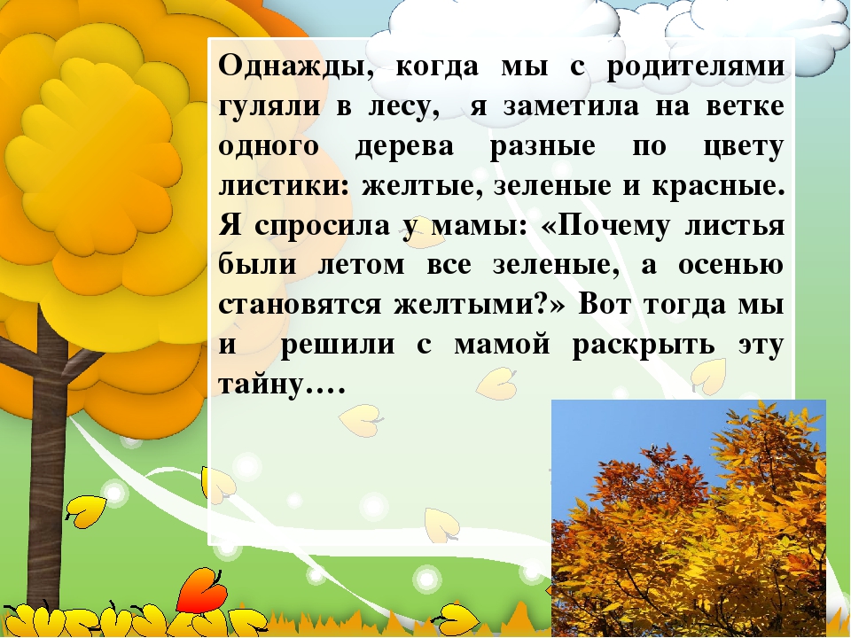 Почему листья желтеют осенью. Почему желтеют листья?. Почему листья желтеют осенью проект. Почему деревья желтеют осенью.