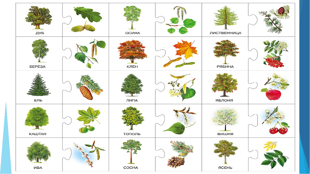 Название деревьев с картинками. Листья деревьев. Карточки деревья и плоды. Дидактические карточки деревья. Игра с какого дерева лист.