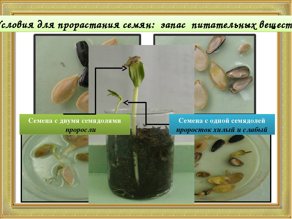 Биология условия прорастания семян
