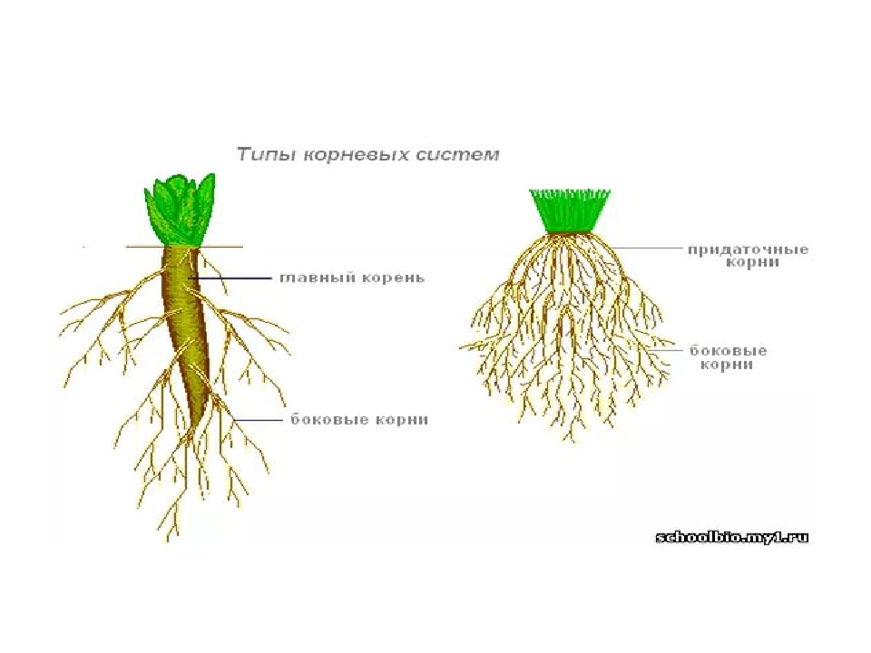 Корневая система цветковых растений. Строение мочковатой корневой. Строение мочковатого корня. Строение мочковатого корня растения. Стержневая и мочковатая корневая система.