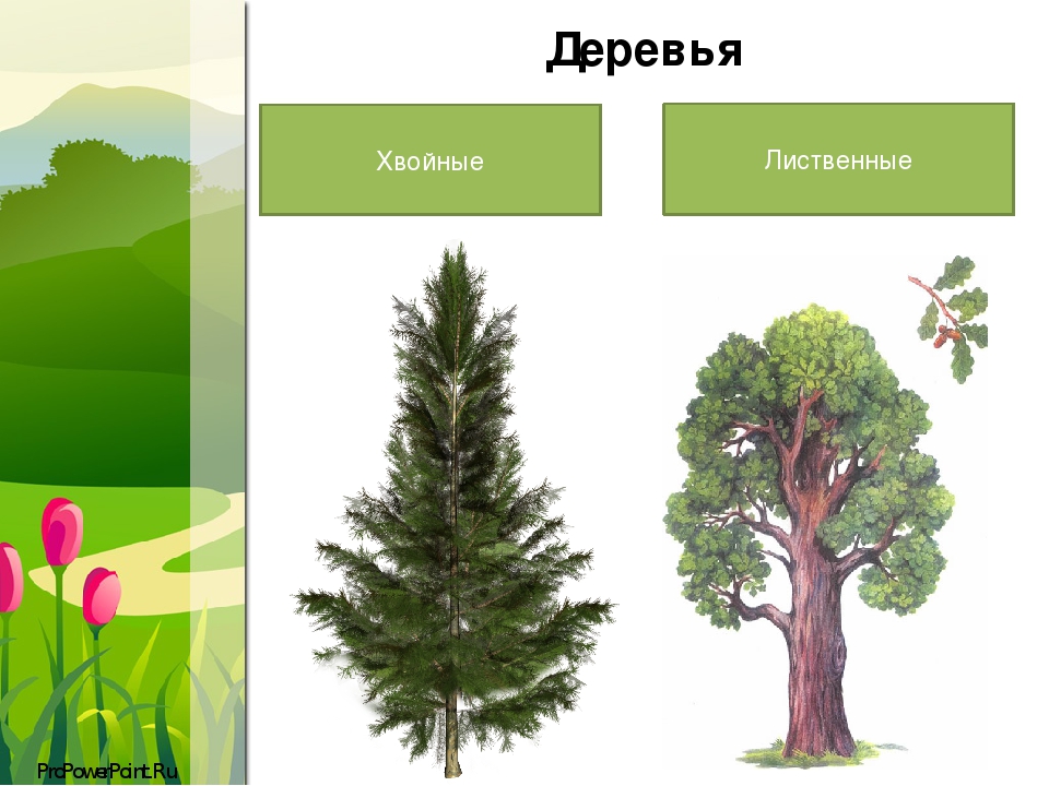 Деревья хвойные и лиственные картинки для детей