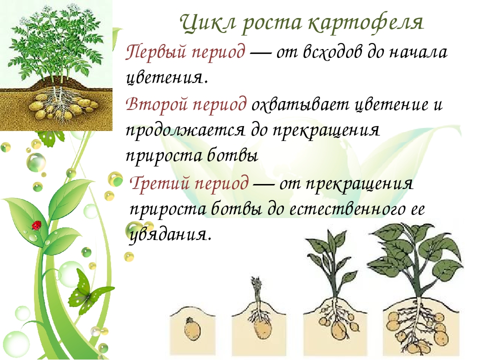 Схема роста картофеля в земле