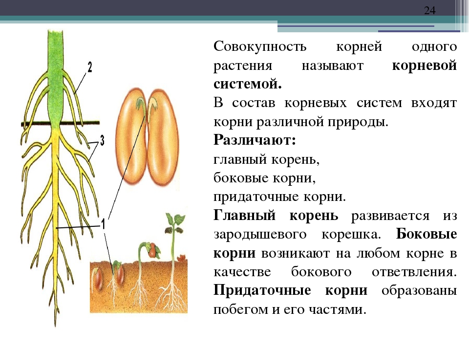 Общая поверхность корня. Строение корня боковые придаточные. Строение придаточного корня. Типы корневых систем биология.