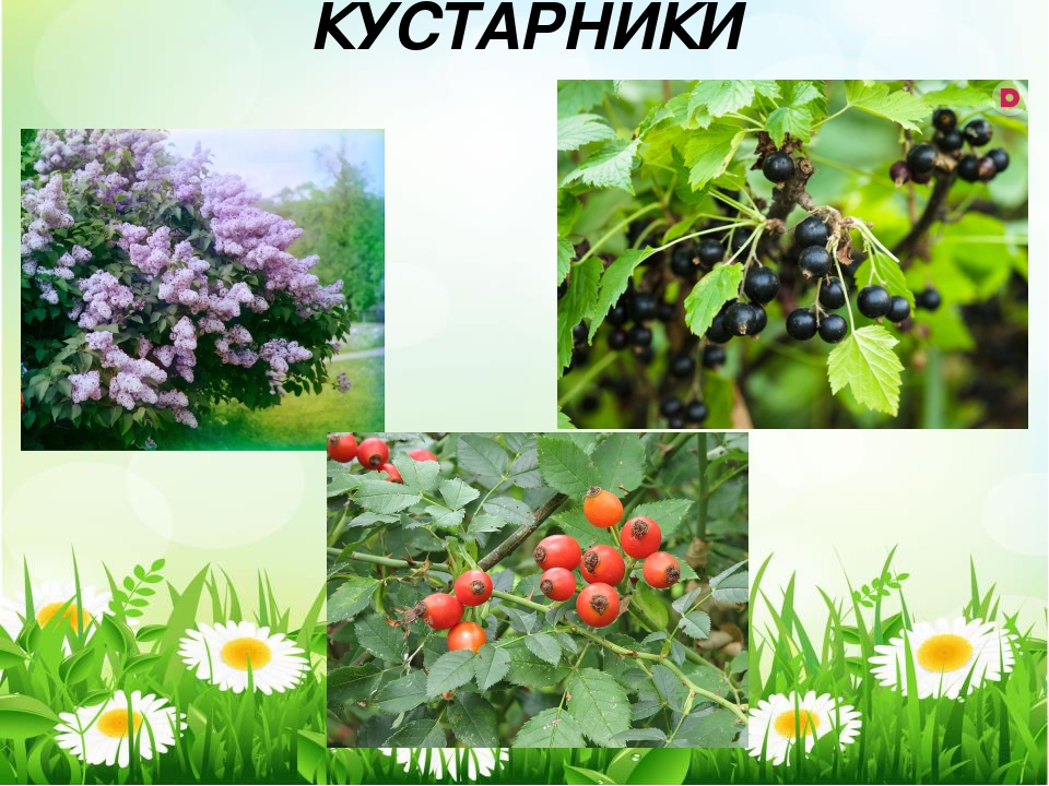 Кустарники окружающий. Культурные растения кустарники. Дикорастущие кустарники и травы названия. Дикорастущие деревья. Дикорастущие кустарники названия культурные.